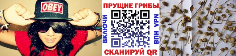 где продают наркотики  hydra ONION  Псилоцибиновые грибы прущие грибы  Кораблино 